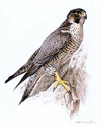 Πετρίτης Falco peregrinus σκίτσο: Πασχάλης Δούγαλης