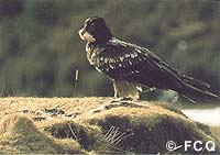 Juvenile Bearded Vulture, photo FCQ