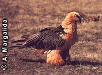 Bearded Vulture Gypaetus barbatus, ph. A. Margalida