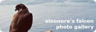 Photo gallery of Eleonora's falcon