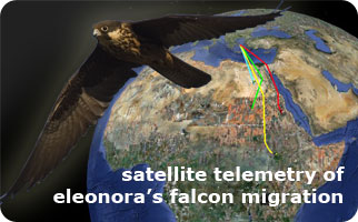 Satellite telemetry of Eleonora\’s Falcon migration 