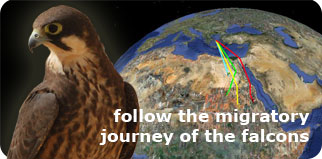 Tracking the migration of Eleonora’s falcon 