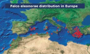 Falco eleonorae distribution map