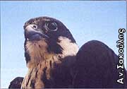 Μαυροπετρίτης Falco eleonorae