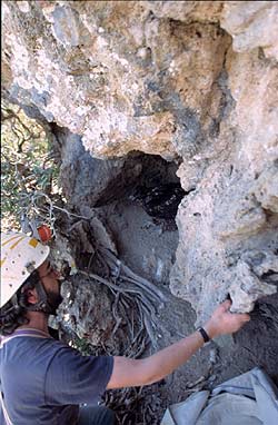 Ερευνητής προσεγγίζει τη φωληά Μουσείο Φυσικής Ιστορίας Κρήτης