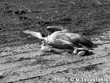 Νεκρό πουλί στην Κορώνεια φωτο: Γ.Τσουγγράκης