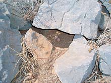 Φωλιά Μαυροπετρίτη στις Κυκλάδες φωτο: Π.Λατσούδης