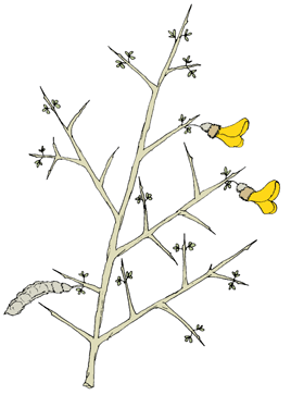 Ασπάλαθοι Calicotome villosa 