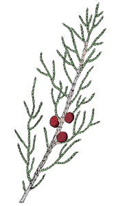 Κέδρος Juniperus phoenicea