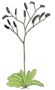 Αμάραντος Limonium vulgaris