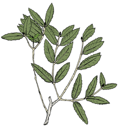 Phyllirea latifolia