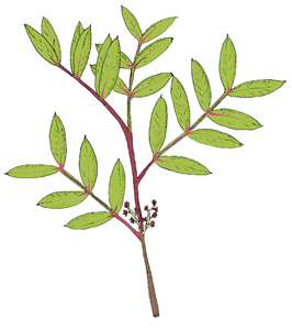 Σχίνος Pistacia lentiscus