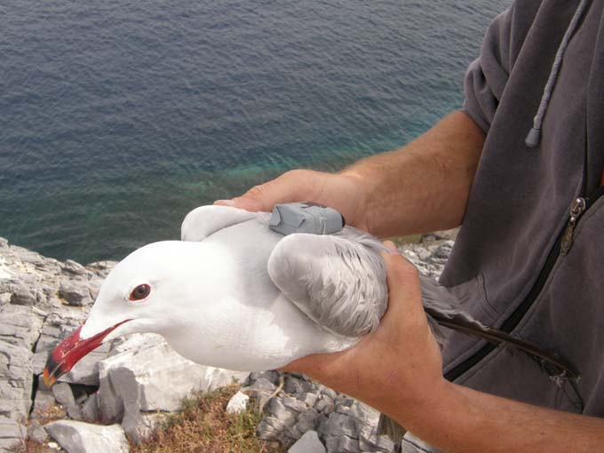 Audouin's Gull with transmitter