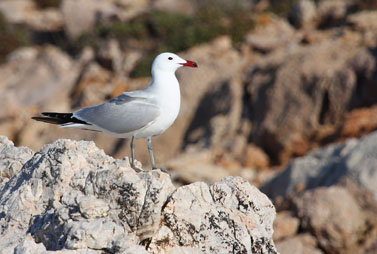Audouin’s Gull at the colony