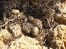 Audouin's Gull Nestlings at the colony