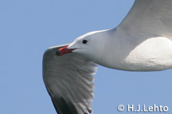 Audouin’s Gull (Larus audouinii), photo: Harry J. Lehto