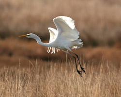 Great Egret (click to zoom in)